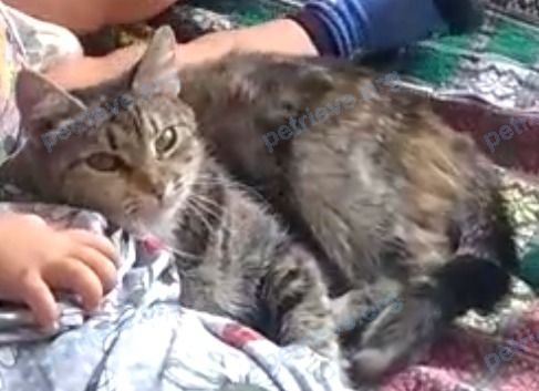 Medium adult brown female cat люся, lost near пер. Победы, Энем, Республика Адыгея, Россия, 385131 on Nov 22, 2017.