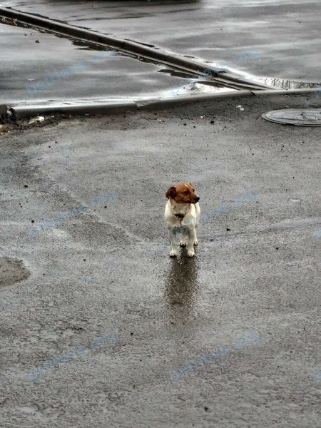 Small adult mixed color female dog, found near Новомосковская ул., 3, Ростов-на-Дону, Ростовская обл., Россия, 344112 on Nov 24, 2017.