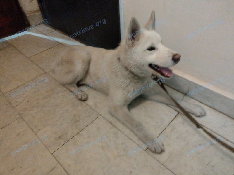 Big young white male dog, found near ул. Говорова, 13а, Томск, Томская обл., Россия, 634057 on Dec 02, 2017.