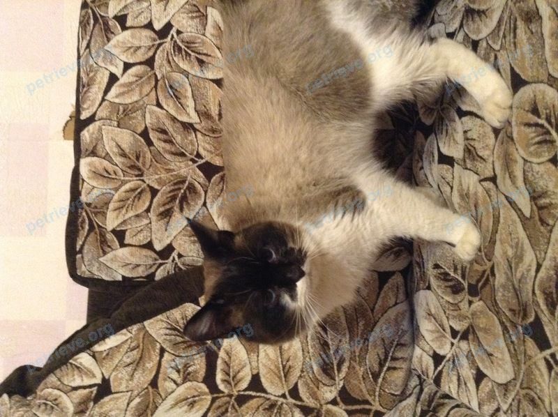 Big adult male cat, found near ул. Калинина, 11, Ува, УДМУРТСКОЙ РЕСПУБЛИКИ, Россия, 427260 on Dec 04, 2017.