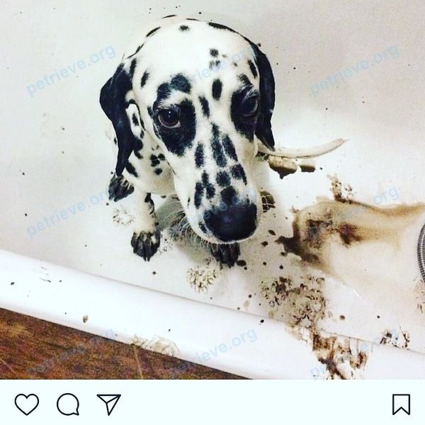 Medium young white female dog Диковинка или Дика, lost near 2-я Краснодарская ул., 14, Ростов-на-Дону, Ростовская обл., Россия, 344004 on Dec 02, 2017.