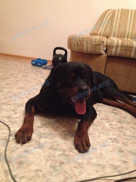 Medium adult black male dog, found near Дальневосточная ул., 14, Красноярск, Красноярский край, Россия, 660043 on Dec 08, 2017.