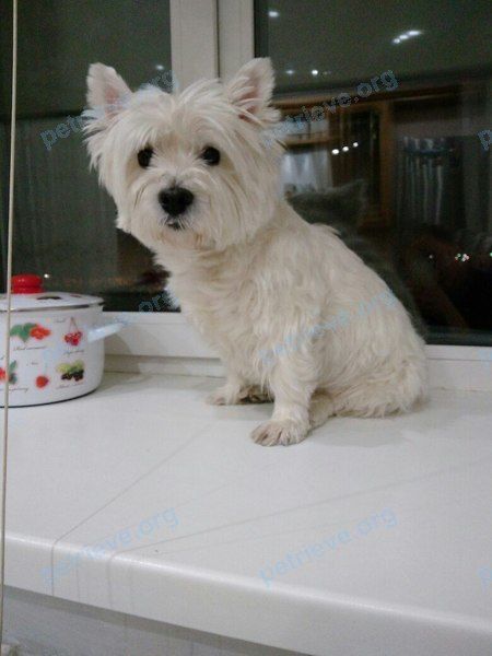 Small adult white female dog Виви, lost near ул. Циолковского, 14, Якутск, Респ. Саха (Якутия), Россия, 677014 on Dec 10, 2017.