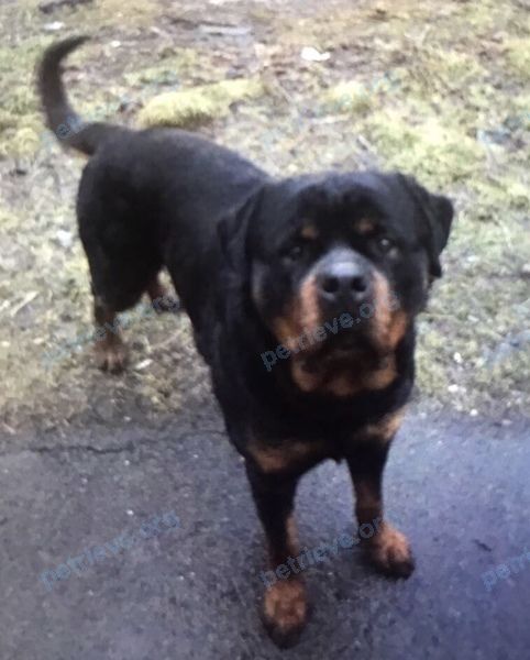 Big young black male dog, lost near ул. Малюгиной, 270, Ростов-на-Дону, Ростовская обл., Россия, 344022 on Dec 10, 2017.