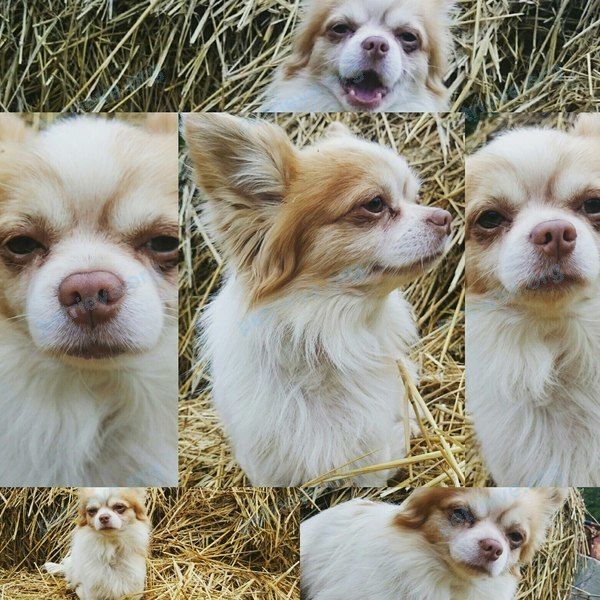 Small adult white male dog Чихуахуа Элюша, lost near Советская ул., 11, Тучково, Московская обл., Россия, 143132 on Dec 14, 2017.