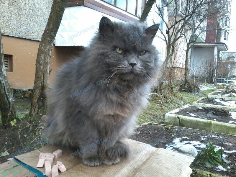 Big adult gray male cat, found near Молодёжная ул. 179, Новополоцк, Беларусь on Dec 03, 2017.