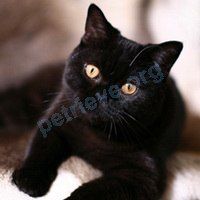 Medium young black female cat Тося, lost near ул. Дорожная, Жодино, Беларусь on Dec 11, 2017.