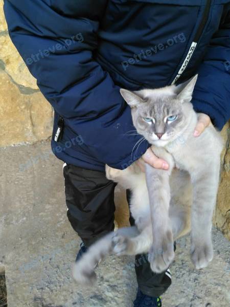 Medium gray male cat, found near 5-й Углегорский пер., 12, Астрахань, Астраханская обл., Россия, 414029 on Dec 10, 2017.
