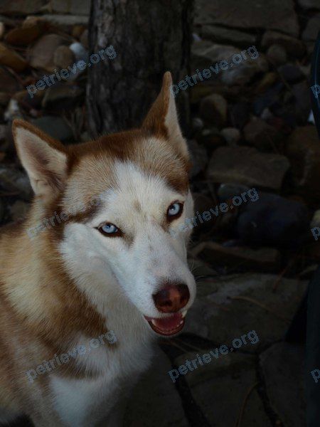 Medium adult brown female dog Тала, lost near ул. Донская, 46, Ростов-на-Дону, Ростовская обл., Россия, 344002 on Dec 17, 2017.