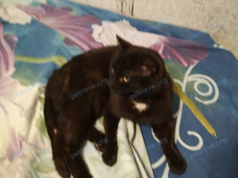 Medium adult black male cat, found near ул. Панина, 11, Ярославль, Ярославская обл., Россия, 150045 on Dec 17, 2017.