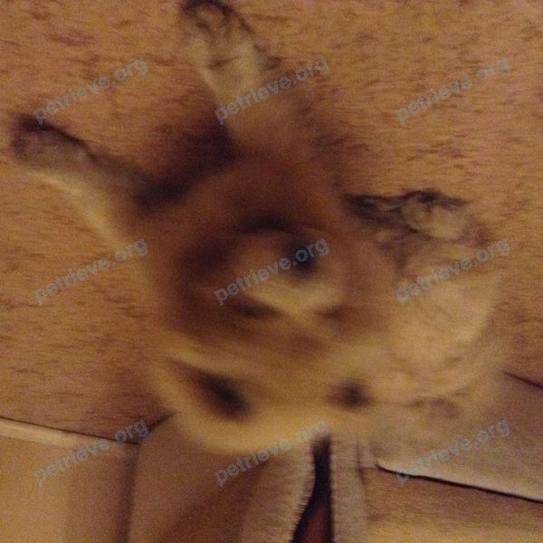 Medium adult white male dog Харитон, lost near пр. Ленина, 144, Тосно, Ленинградская обл., Россия, 187000 on Dec 18, 2017.