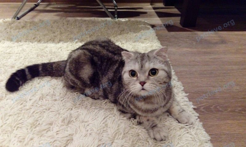 Medium young mixed color female cat Боня, lost near Бакинская ул., 5, Волгоград, Волгоградская обл., Россия, 400005 on Dec 15, 2017.