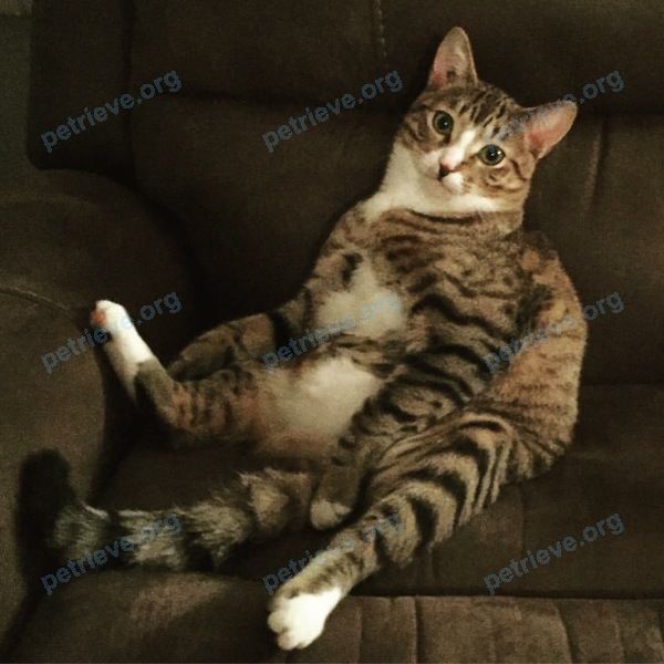 Medium young mixed color male cat, lost near 35137 Spencer St, Abbotsford, BC V3G 2E3, Canada on Nov 25, 2017.