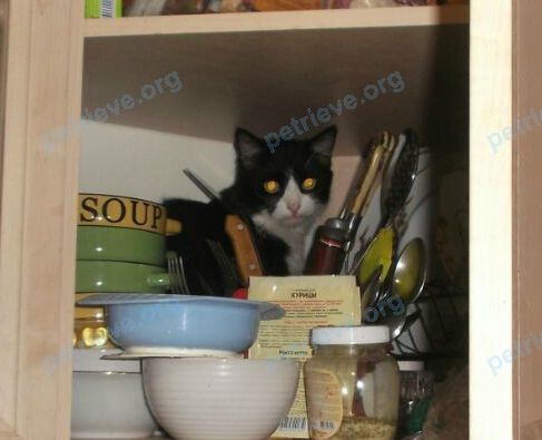 Medium young black male cat Бакс, lost near ул. Магнитогорская, 94, Ростов-на-Дону, Ростовская обл., Россия, 344033 on Dec 16, 2017.