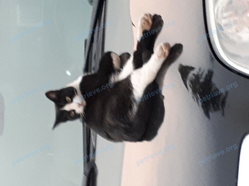 Medium adult mixed color male cat Harley, lost near 1843a Ord Rd, Kamloops, BC V2B 7V5, Canada on Dec 15, 2017.
