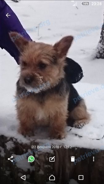 Small young black female dog Вичка, lost near Ленинский пр., 35/3, Химки, Московская обл., Россия, 141401 on Dec 20, 2017.