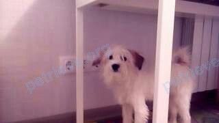 Small young white male dog Кекс, lost near ул. Шверника, 16, Самара, Самарская обл., Россия, 443124 on Dec 17, 2017.