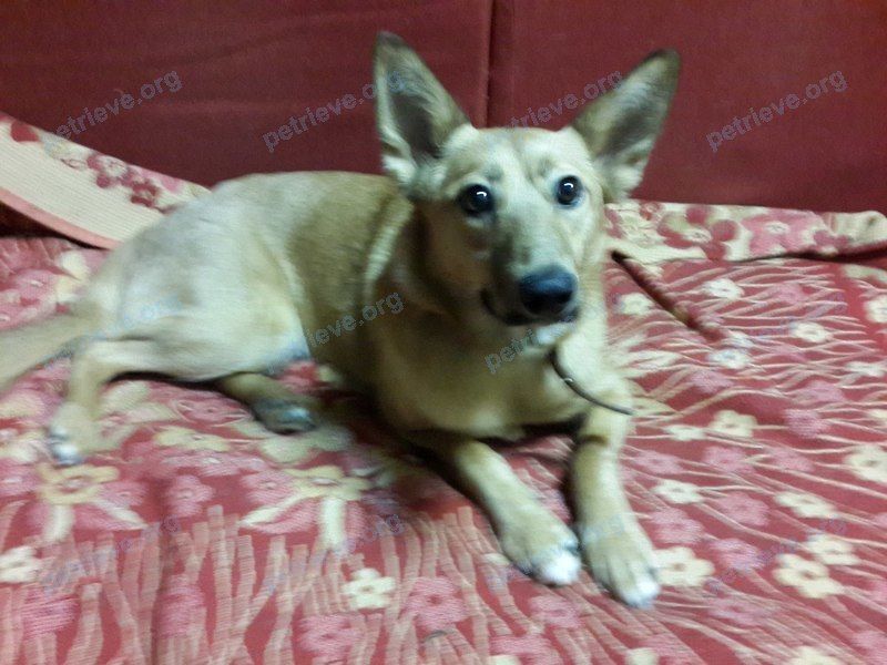 Medium young brown female dog Шанель, lost near 2-й Смоленский пер., 1А, Ярославль, Ярославская обл., Россия, 150007 on Dec 19, 2017.