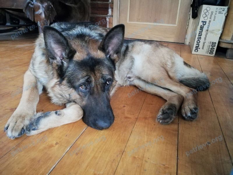 Big adult male dog Саян, lost near Алашеева, 7, Кратово, Московская обл., Россия, 140130 on Dec 20, 2017.
