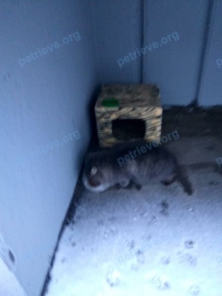 Medium gray cat, found near ул. Катюшки, 54, Лобня, Московская обл., Россия, 141732 on Dec 19, 2017.