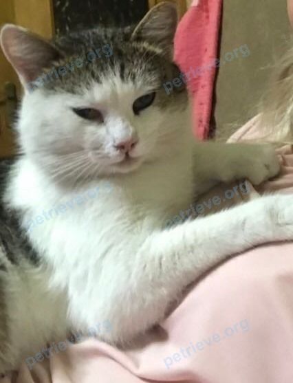 Средний белый взрослый кот Симба, пропал 11.12.2017 рядом с ул. Тургенева, 97, Армавир, Краснодарский край, Россия, 352905.
