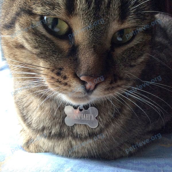 Medium adult brown male cat Чимичанга, lost near пр. Ставского, 41, Ростов-на-Дону, Ростовская обл., Россия on Dec 27, 2017.
