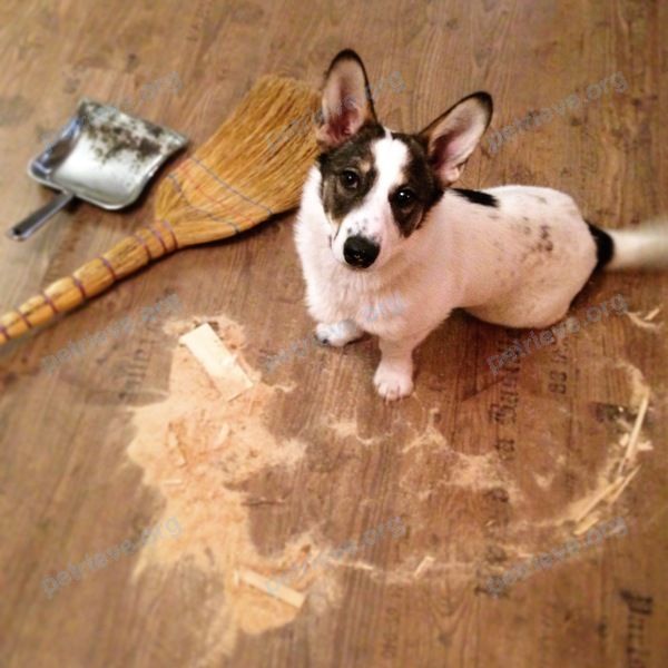 Medium young white male dog Кари, lost near ул. Максима Горького, 2, Любань, Ленинградская обл., Россия, 187050 on Dec 22, 2017.