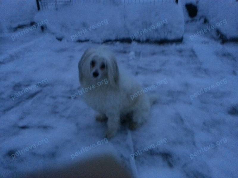Medium young white male dog Гаврик, found near ул. Фабричная, 1, Рощино, Челябинская обл., Россия, 456513 on Dec 31, 2017.