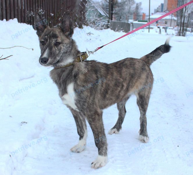 Medium young brown female dog Мира, lost near Перевалочная ул., 25, Петрозаводск, Респ. Карелия, Россия, 185002 on Dec 30, 2017.