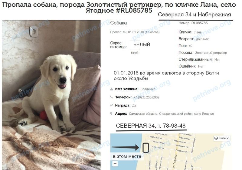Medium young white female dog Лана, lost near Набережная ул., 96, Ягодное, Самарская обл., Россия, 445144 on Jan 01, 2018.