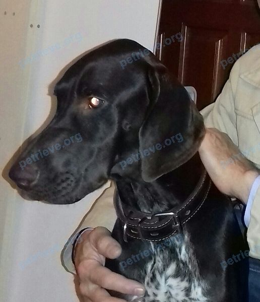 Medium young black female dog, found near ул. Гоголя, 24А, Томилино, Московская обл., Россия, 140070 on Jan 01, 2018.