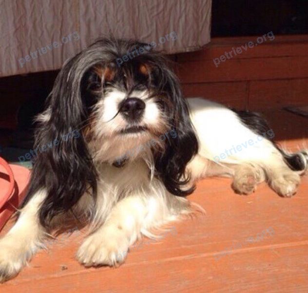 Small young white male dog Джери, lost near Печерская ул., 7А, Екатеринбург, Свердловская обл., Россия, 620027 on Jan 01, 2018.