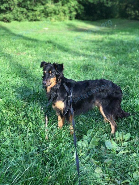 Medium young black male dog Зевс, lost near ул. Дубки, 4, Апрелевка, Московская обл., Россия, 143360 on Dec 31, 2017.