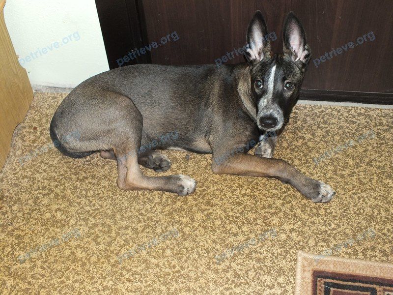Medium young brown female dog, found near ул. Панфилова, 15, Зеленоград, Москва, Россия, 124575 on Jan 01, 2018.