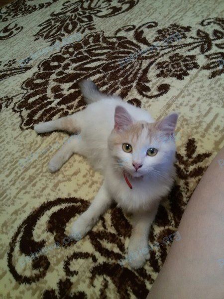 Mixed color female cat, found near ул. Академика Богомольца, 10, Волгоград, Волгоградская обл., Россия, 400125 on Dec 31, 2017.