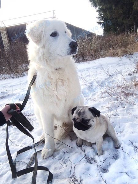 Big young white female dog Мэри, lost near ул. Кашина, Култаево, Пермский край, Россия, 614520 on Jan 01, 2018.