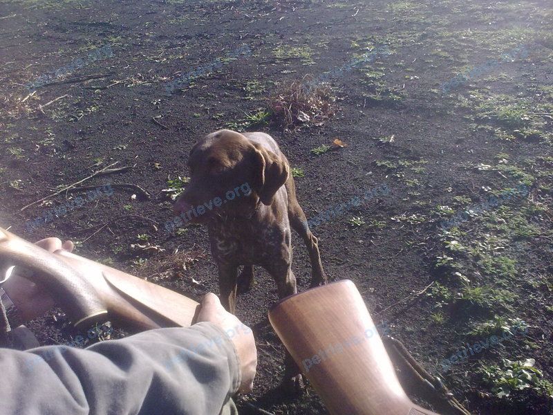 Medium adult brown female dog Сара, lost near Ейское ш., 1, Березовый, Краснодарский край, Россия, 350031 on Jan 01, 2018.