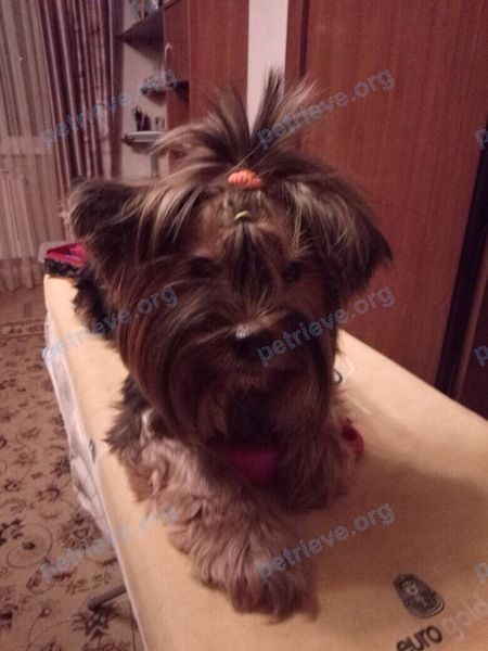 Small adult mixed color female dog Бесси, lost near ул. Высоковольтная, 1, Дмитров, Московская обл., Россия, 141802 on Jan 02, 2018.