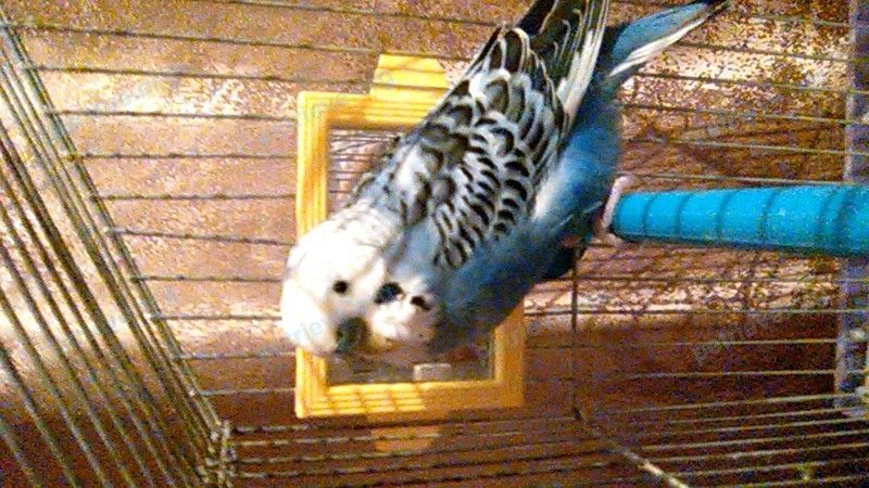 Small young blue male bird Тёма, lost near ул. Маяковского, 33, Орёл, Орловская обл., Россия, 302001 on Jan 03, 2018.