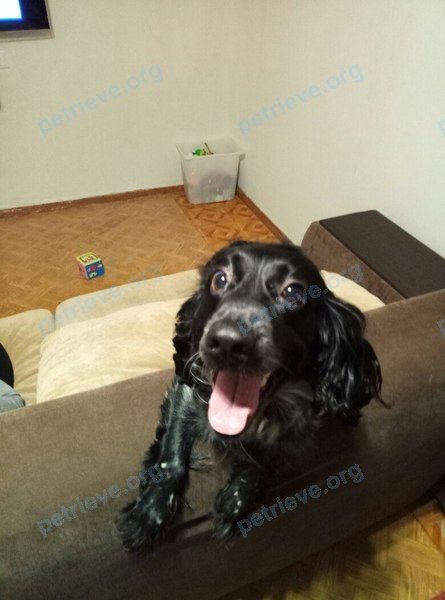 Medium young black female dog Ника, lost near ул. Александра Матросова, 5, Самара, Самарская обл., Россия, 443008 on Jan 01, 2018.