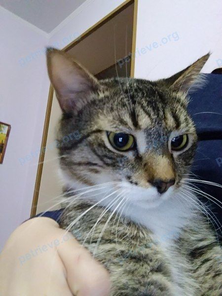 Medium young mixed color male cat Мелси, lost near наб. ул., 24-49, Нижний Ломов, Пензенская обл., Россия, 442150 on Jan 01, 2018.