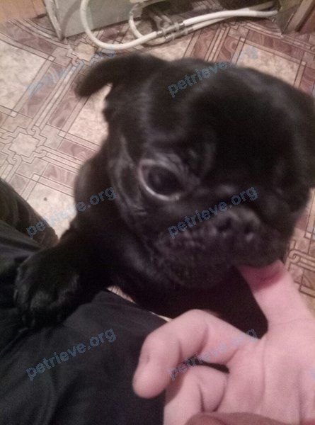 Small young black male dog Бакс, lost near Молодогвардейская ул., 116, Самара, Самарская обл., Россия, 443010 on Jan 01, 2018.