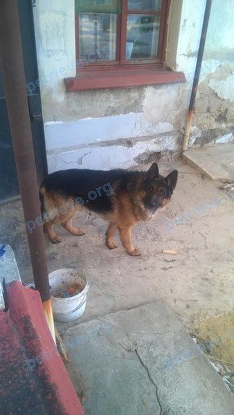 Male dog, lost near ул. Маршала Захарова, 15, Тюмень, Тюменская обл., Россия, 625015 on Jan 04, 2018.