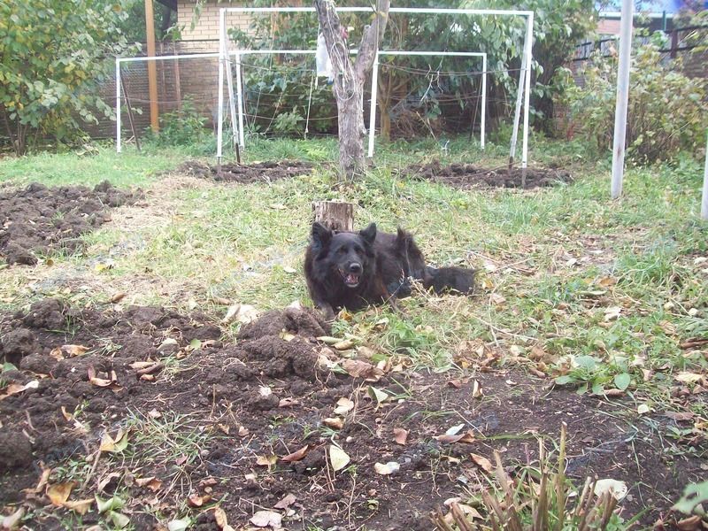 Medium adult black female dog Мотя, lost near ул. Космонавтов (Пашковский), 39к1, Краснодар, Краснодарский край, Россия, 350912 on Jan 01, 2018.