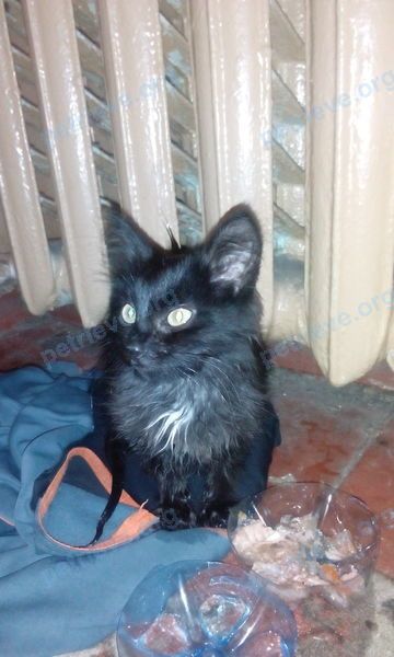 Small young black male cat Вася, found near пр. Строителей, 96, Иваново, Ивановская обл., Россия, 153040 on Jan 05, 2018.