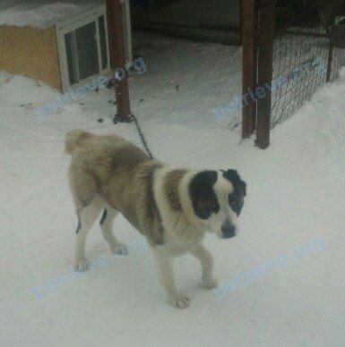 Big young mixed color female dog Симона, lost near Арбатская ул., 69, Самара, Самарская обл., Россия, 443033 on Jan 01, 2018.