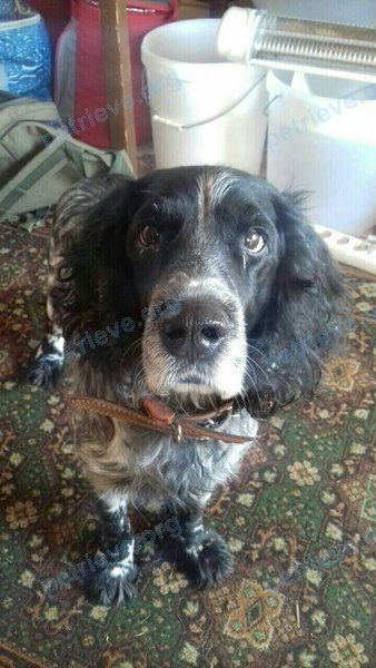 Medium adult black male dog, lost near ул. Новослободская, 83, Барыбино, Московская обл., Россия, 142846 on Jan 01, 2018.