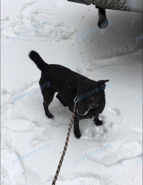 Small adult black female dog Лора, lost near ул. Селезнева, 30, Мытищи, Московская обл., Россия, 141014 on Jan 04, 2018.