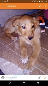 Medium young brown male dog Бим, lost near ул. Луначарского, 146а, Азов, Ростовская обл., Россия, 346780 on Jan 02, 2018.