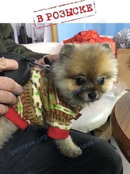 Small young gray female dog, lost near ул. Энтузиастов, 12, Волгодонск, Ростовская обл., Россия, 347382 on Jan 09, 2018.
